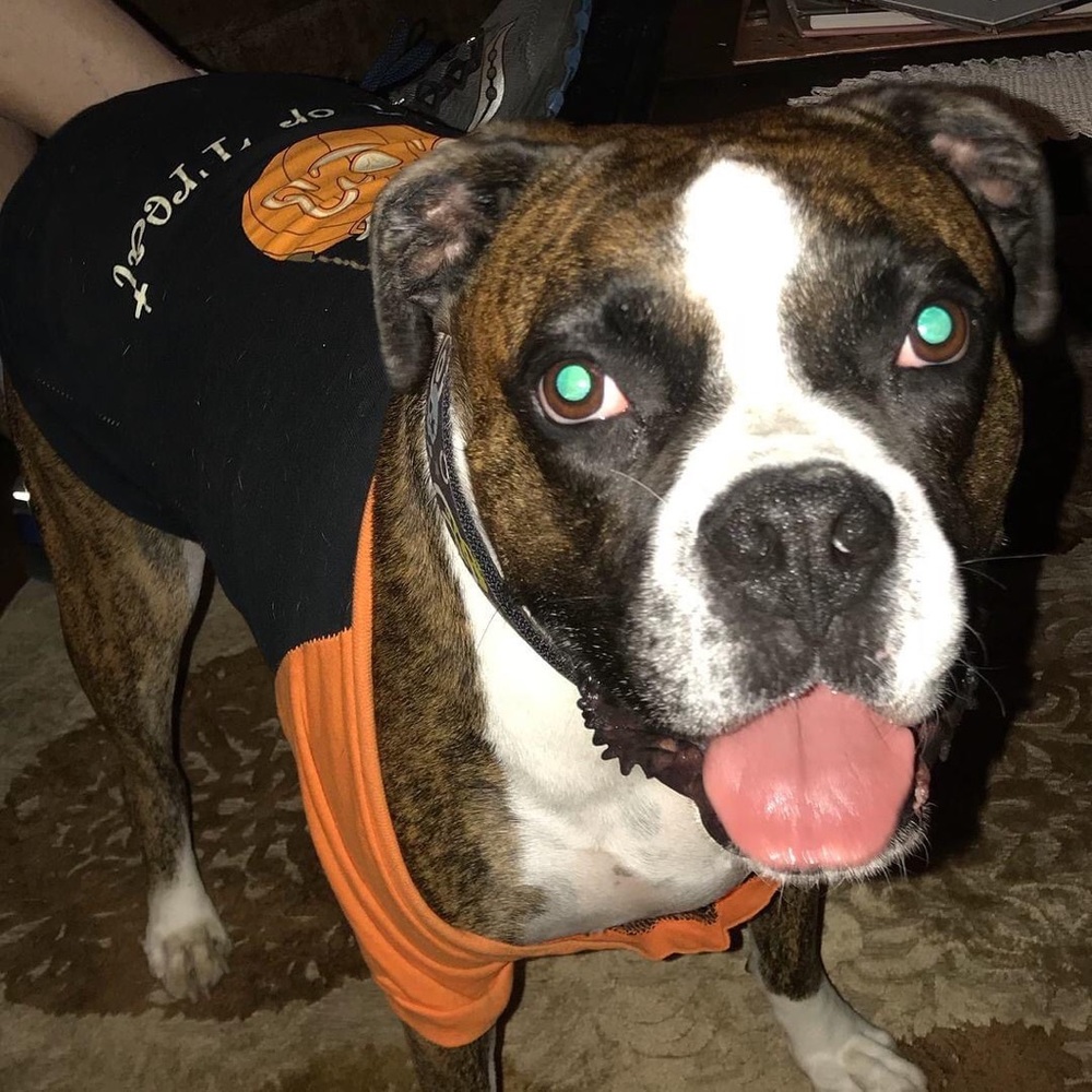 Halloween Trick or Treat Dog Pet T-Shirt Size XXL - Picture 6 of 8